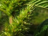 Amaranthus retroflexus. Часть побега с пазушным соцветием с формирующимися плодами. Нидерланды, провинция Гелдерланд, г. Гендт, Гендтский польдер, песчаный берег старицы реки Ваал (основной рукав в дельте Рейна). 4 сентября 2010 г.