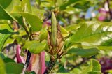 Magnolia × soulangeana. Верхушка ветви с бутоном(?). Австралия, г. Сидней, парк. 25.08.2013.