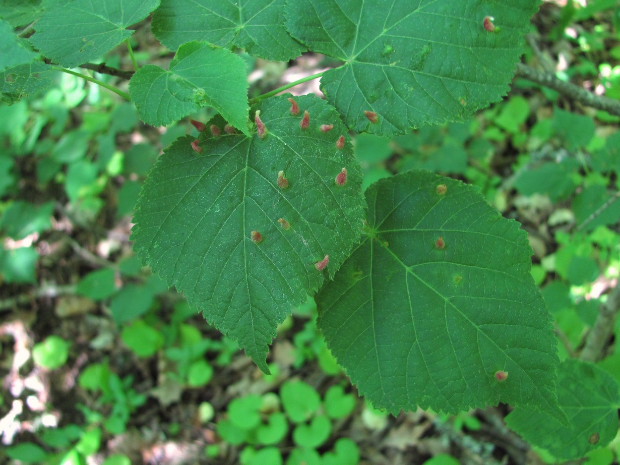 Изображение особи Tilia begoniifolia.