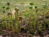 Dryopteris assimilis. Разворачивающиеся листья. Свердловская обл., окр. г. Североуральск, травяно-моховая полянка в елово-сосновом лесу. 27.05.2007.