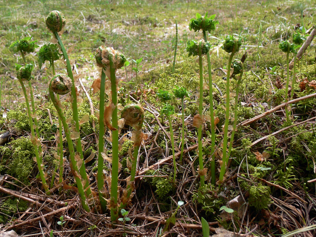 Image of Dryopteris assimilis specimen.