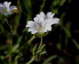 Cerastium arvense