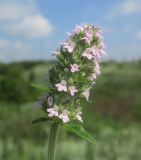 Thymus marschallianus