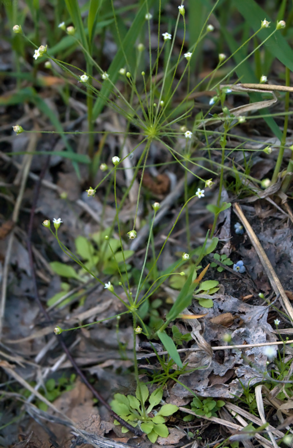 Image of Androsace filiformis specimen.