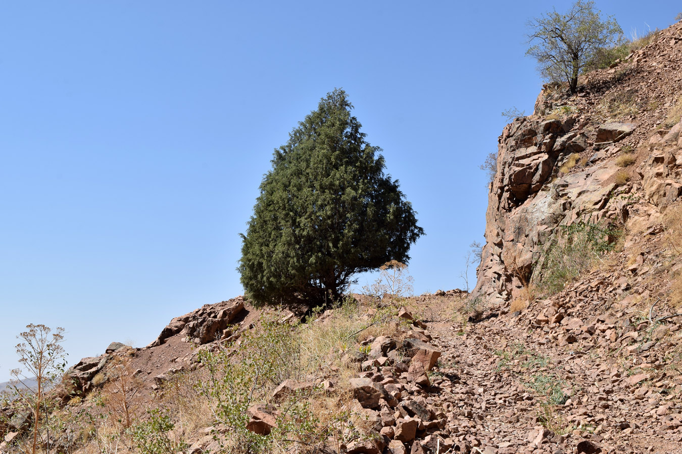 Image of Juniperus seravschanica specimen.