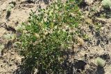 Zygophyllum fabago подвид dolichocarpum. Вегетирующее растение. Казахстан, Алматинская обл., Балхашский р-н, закреплённые пески. 14 сентября 2021 г.