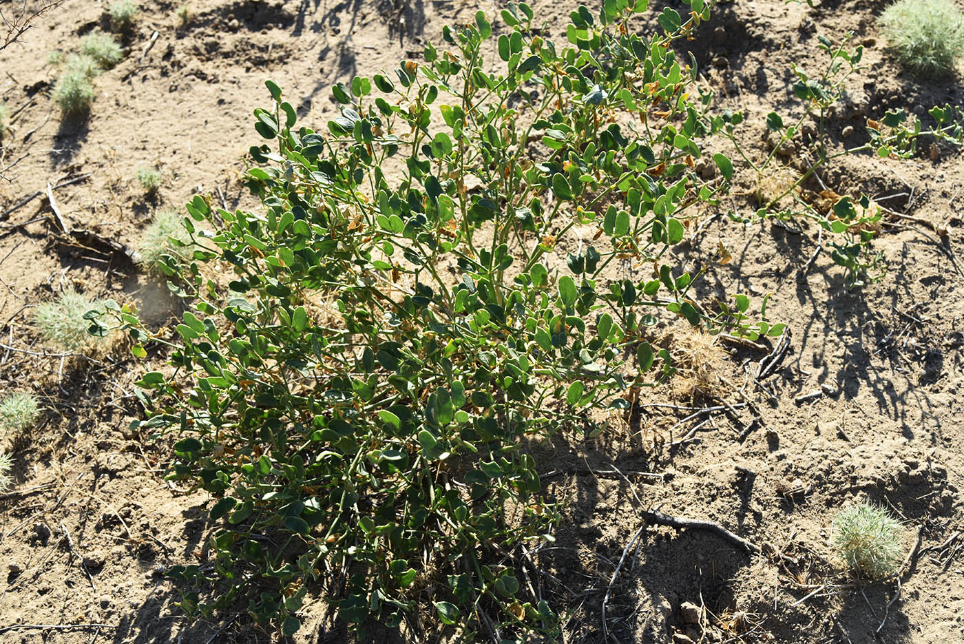 Image of Zygophyllum fabago ssp. dolichocarpum specimen.