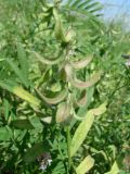 Astragalus campylotrichus