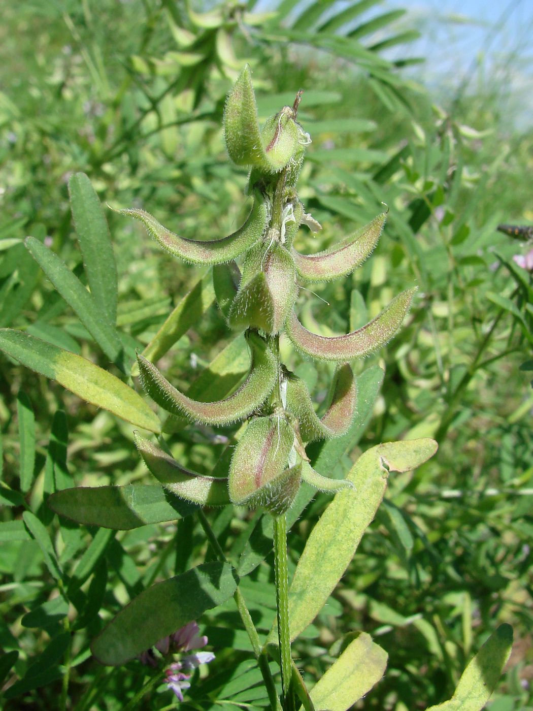 Изображение особи Astragalus campylotrichus.