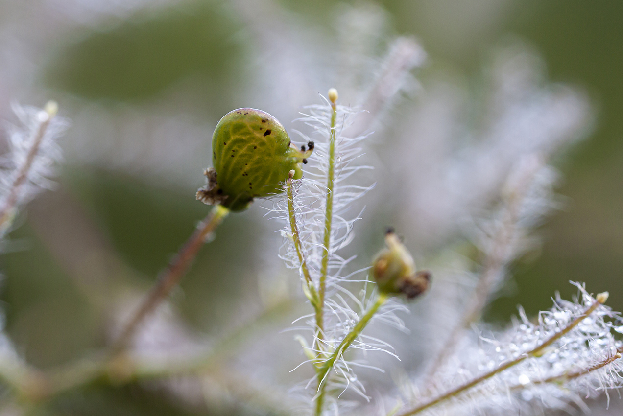 Image of genus Cotinus specimen.