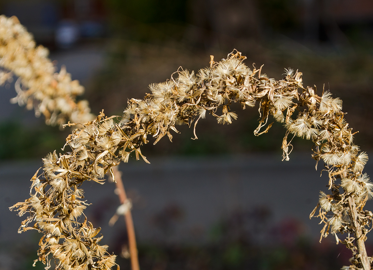 Image of Ligularia przewalskii specimen.