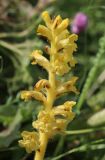 Orobanche ingens. Соцветие (растение паразитирует на Heracleum sosnowskyi). Дагестан, Докузпаринский р-н, с. Килер, луг у дороги. 26 июня 2021 г.