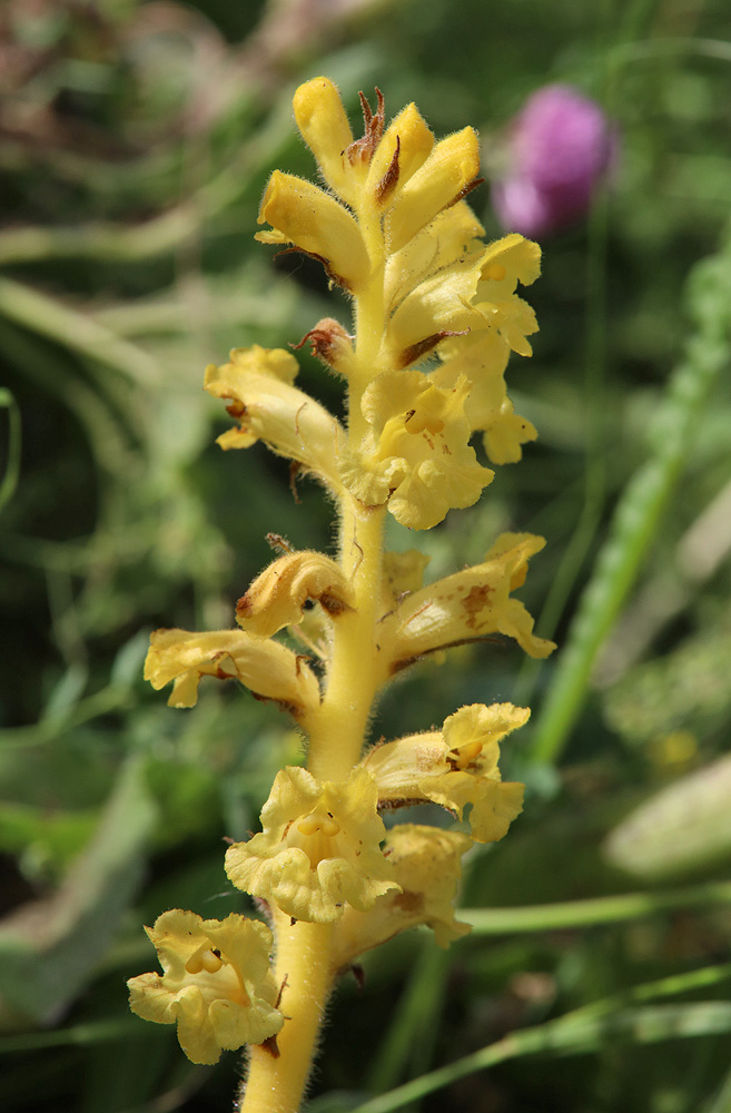 Image of Orobanche ingens specimen.