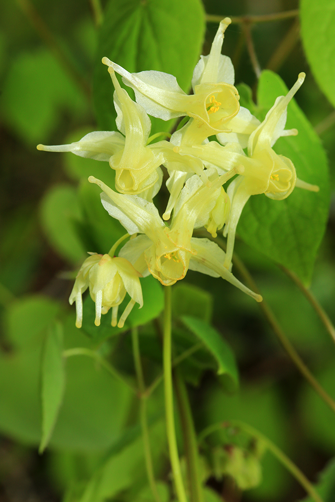 Image of Epimedium koreanum specimen.