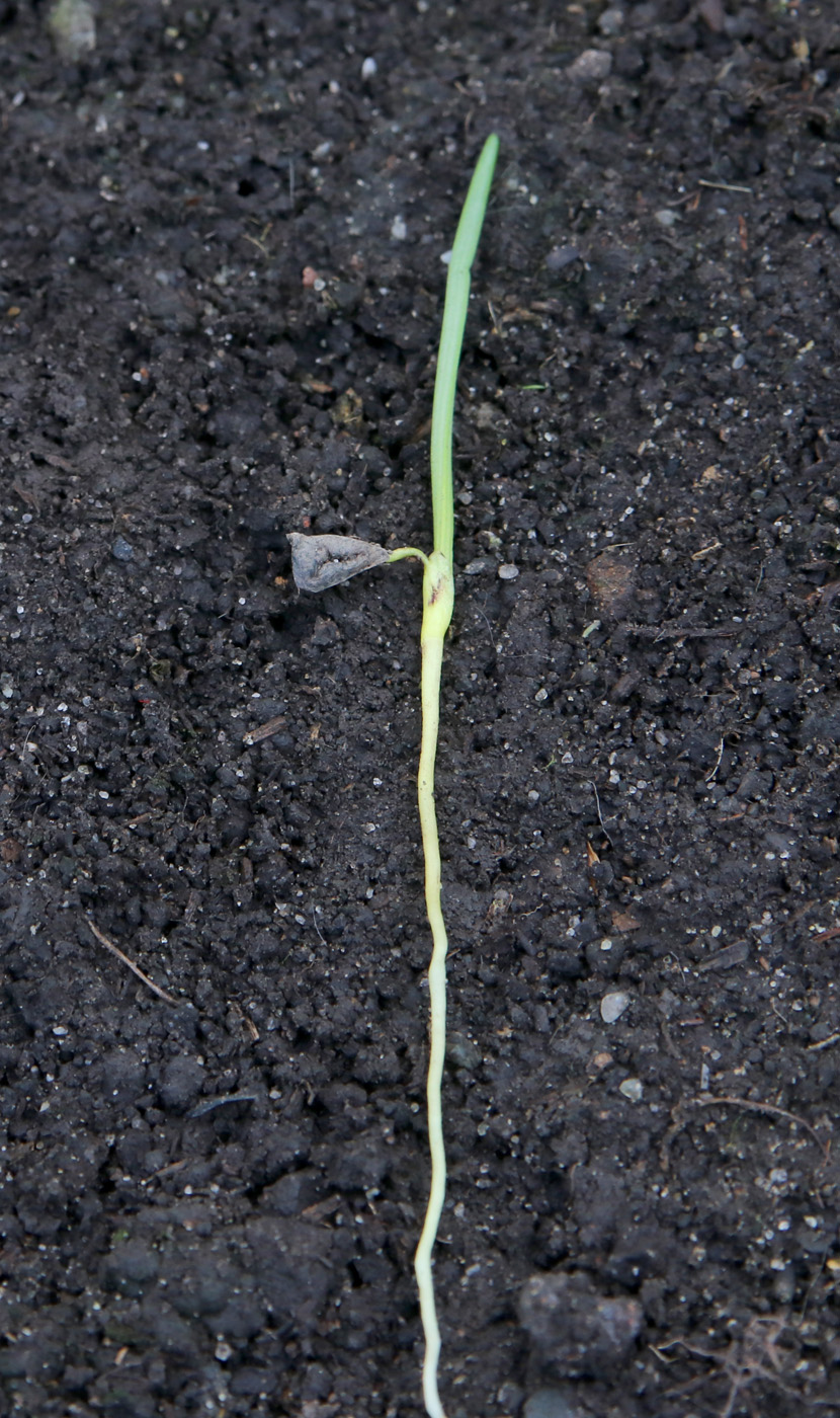 Изображение особи Asphodeline lutea.