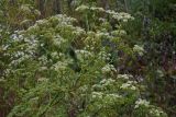 Смотреть изображение Conium maculatum