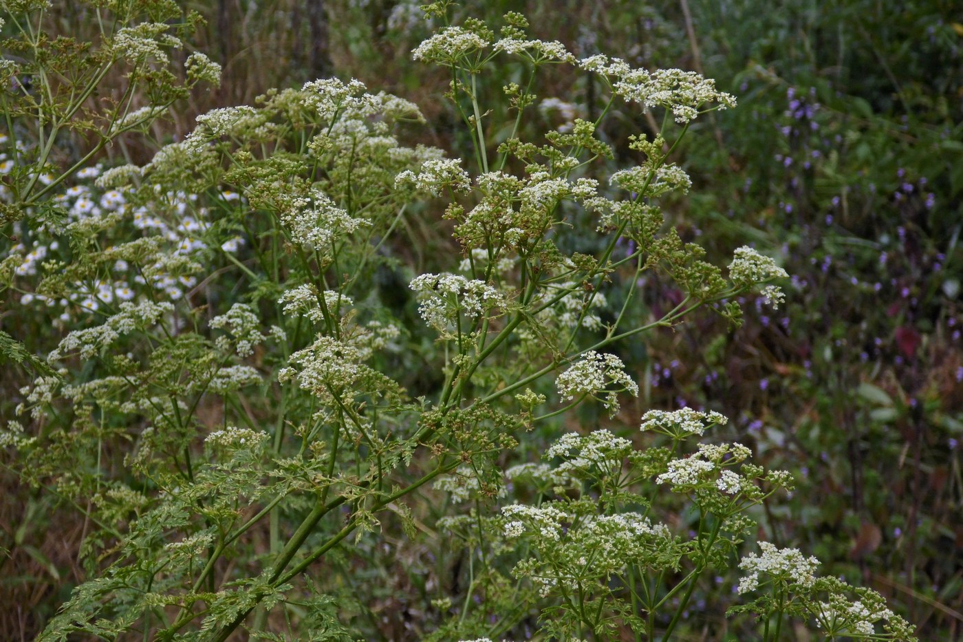 Image of Conium maculatum specimen.