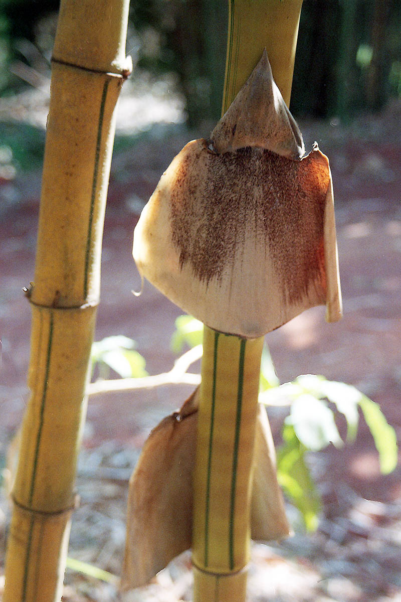 Image of familia Poaceae specimen.