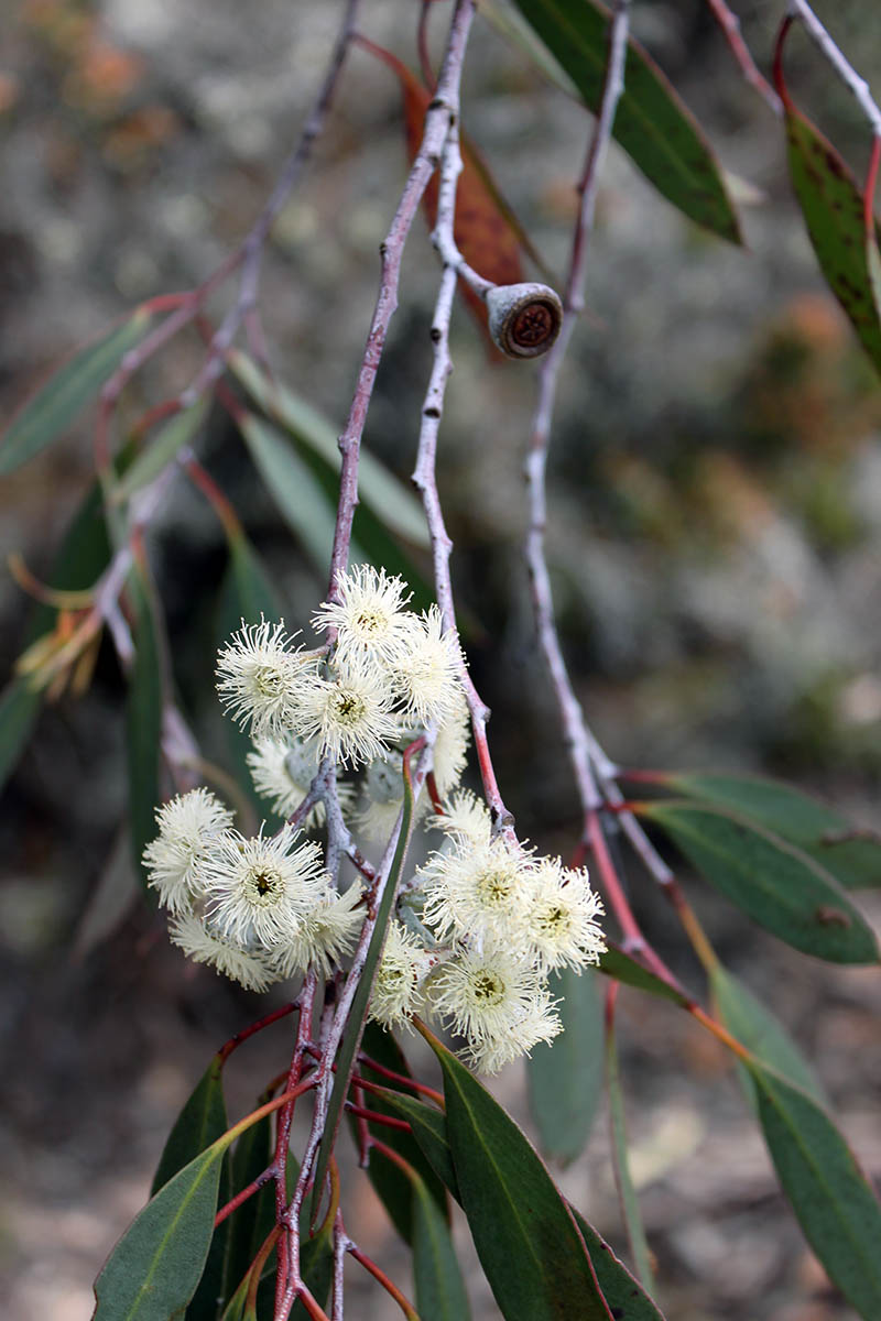 Изображение особи род Eucalyptus.