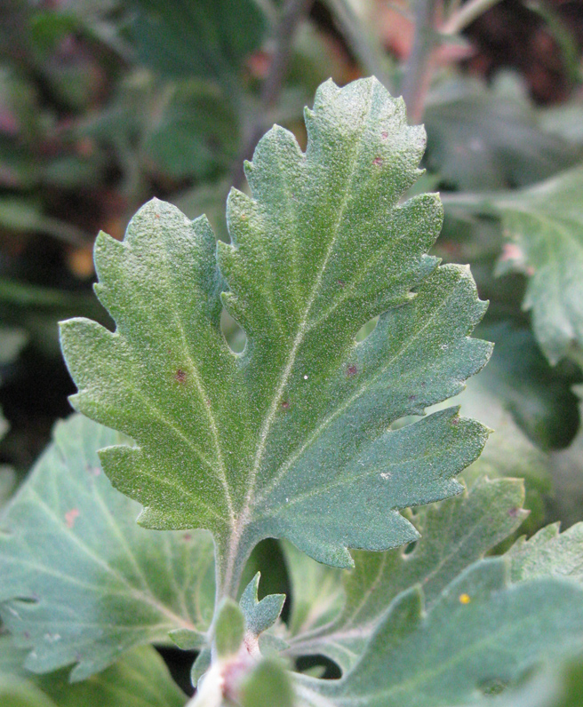 Изображение особи Chrysanthemum indicum.