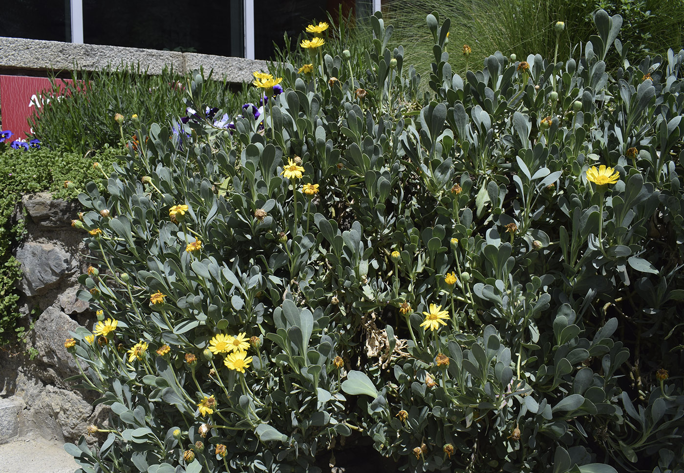 Image of Hertia cheirifolia specimen.