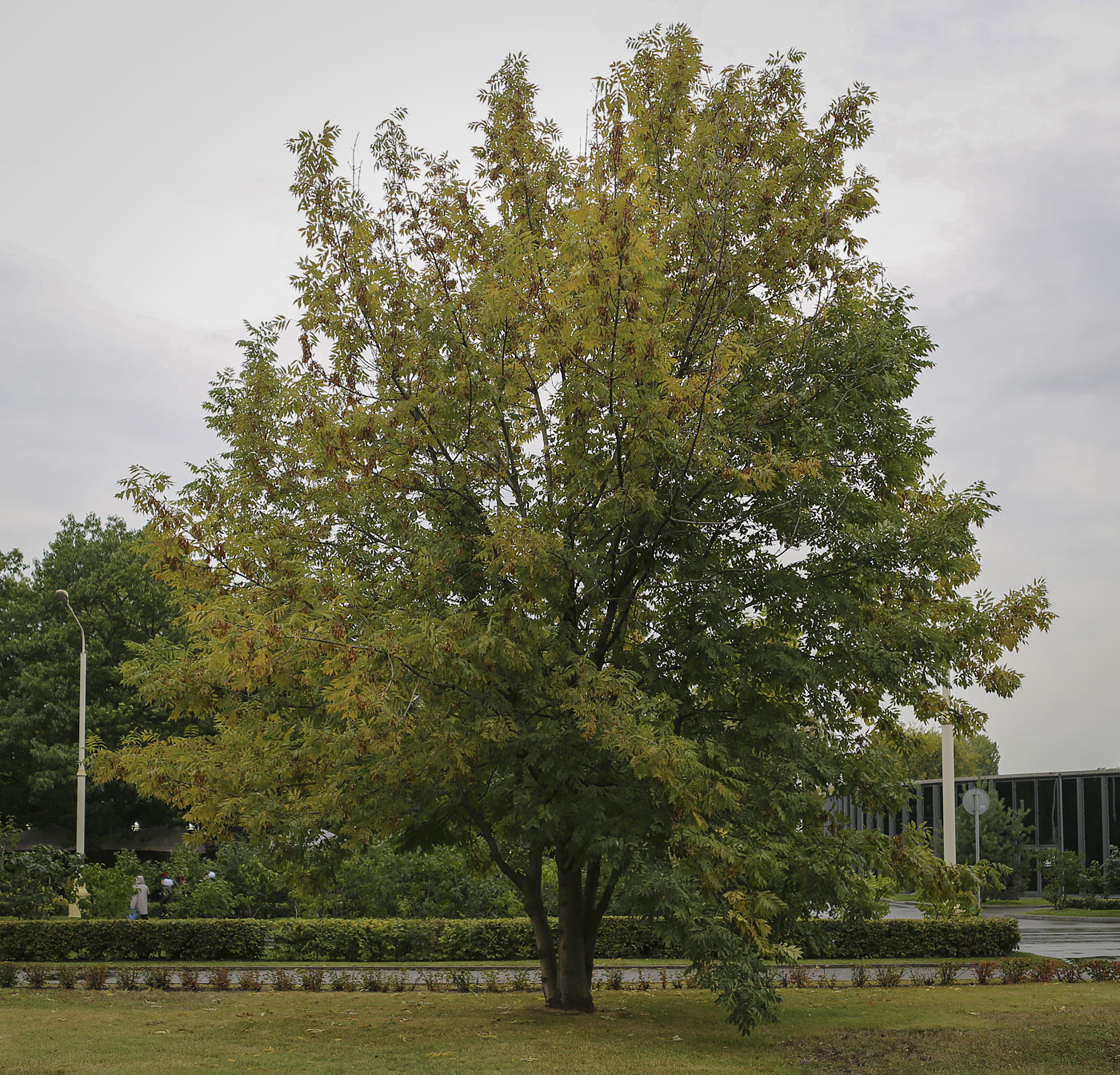 Image of Fraxinus excelsior specimen.