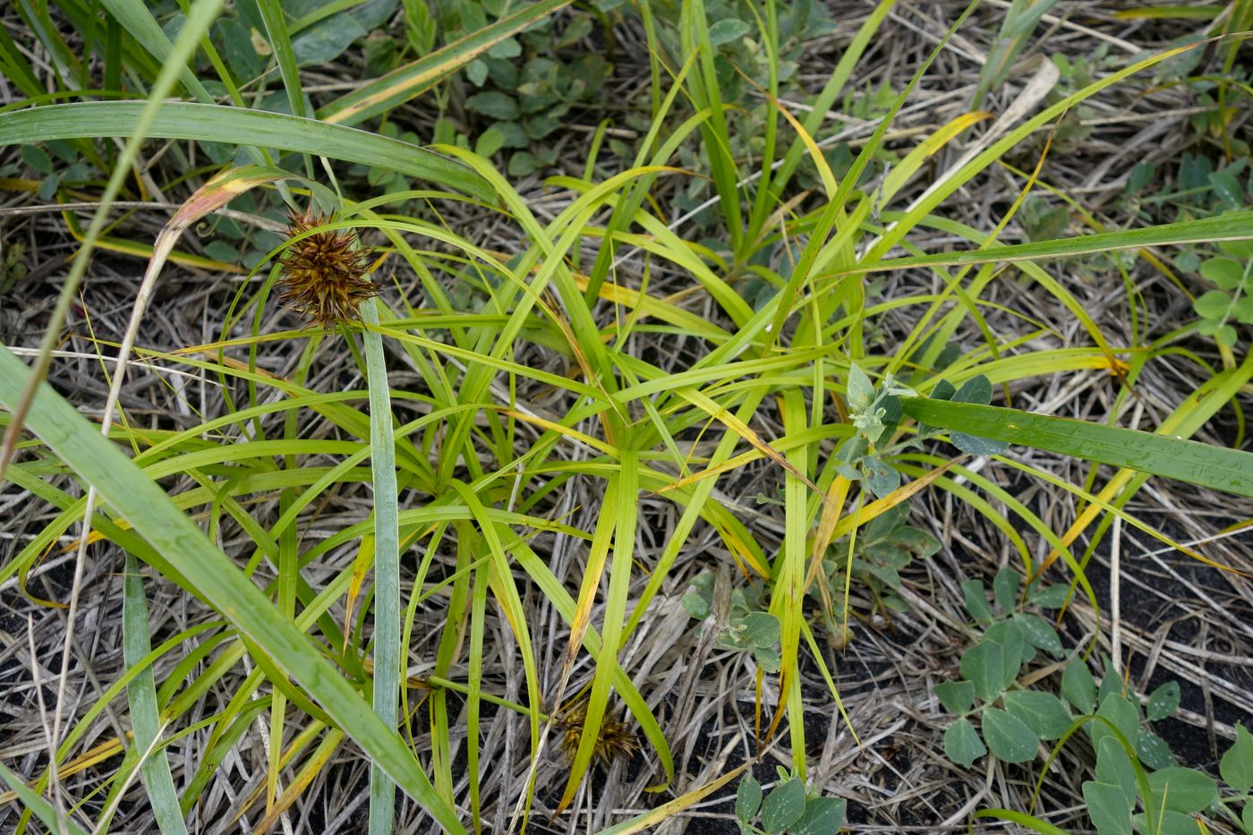 Изображение особи Carex macrocephala.