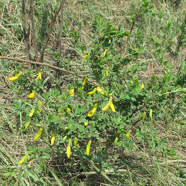 Image of Caragana frutex specimen.