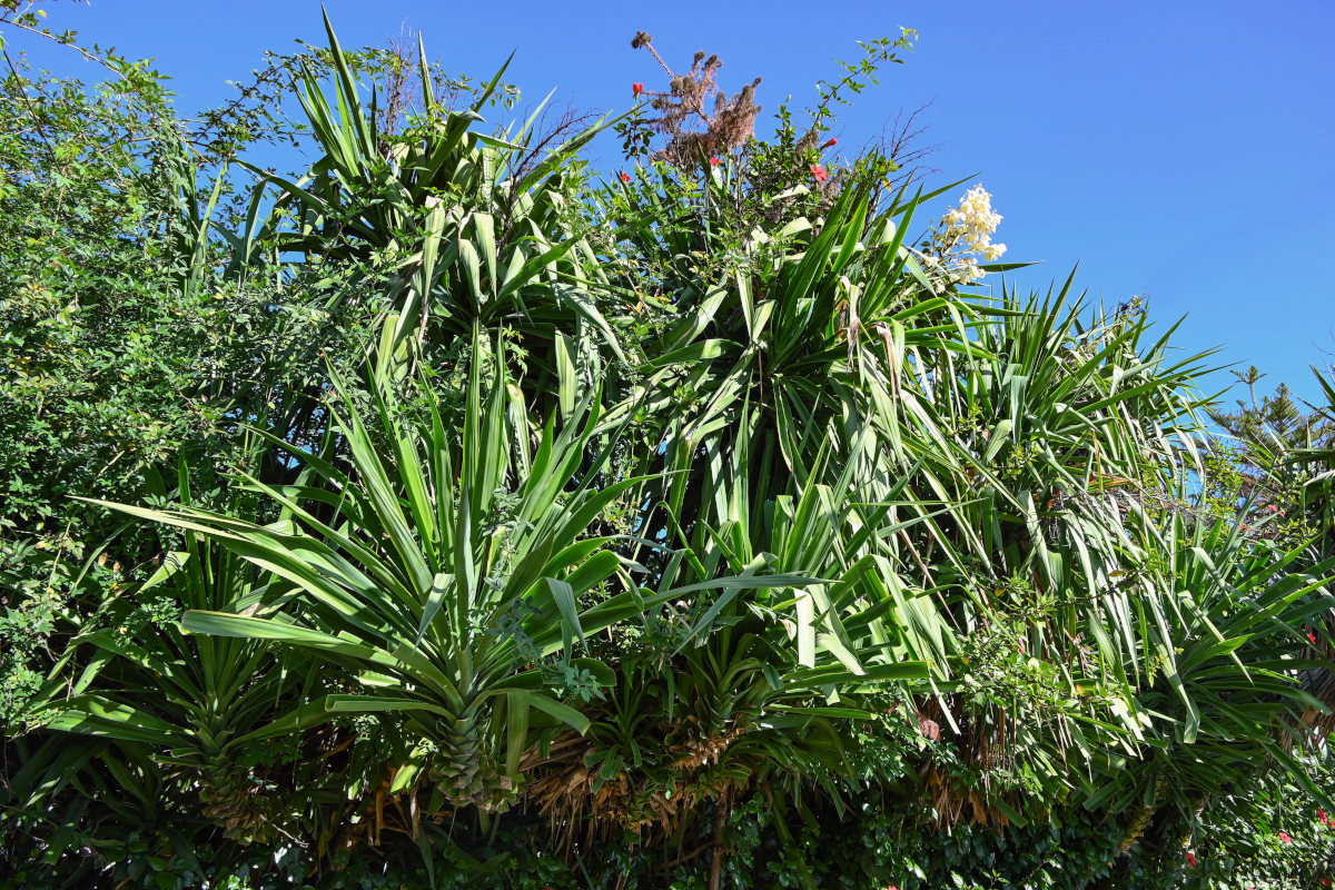 Image of Yucca gigantea specimen.