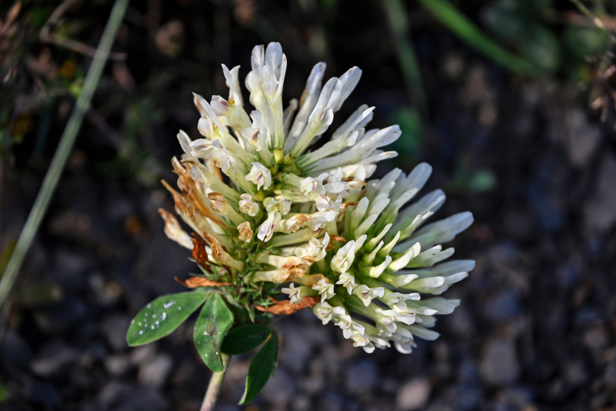 Изображение особи Trifolium trichocephalum.