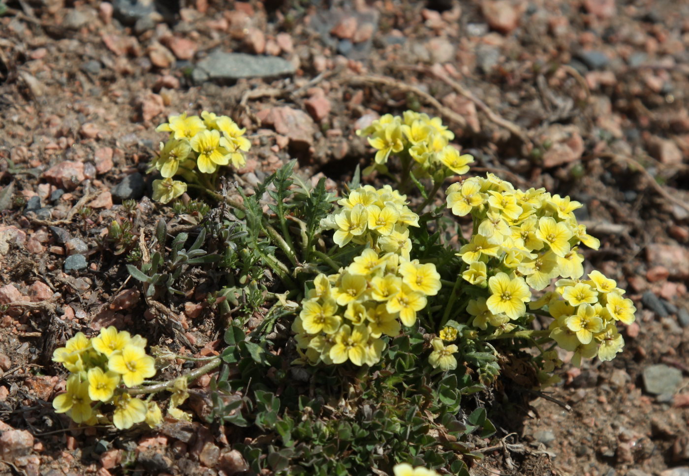 Image of Chorispora macropoda specimen.