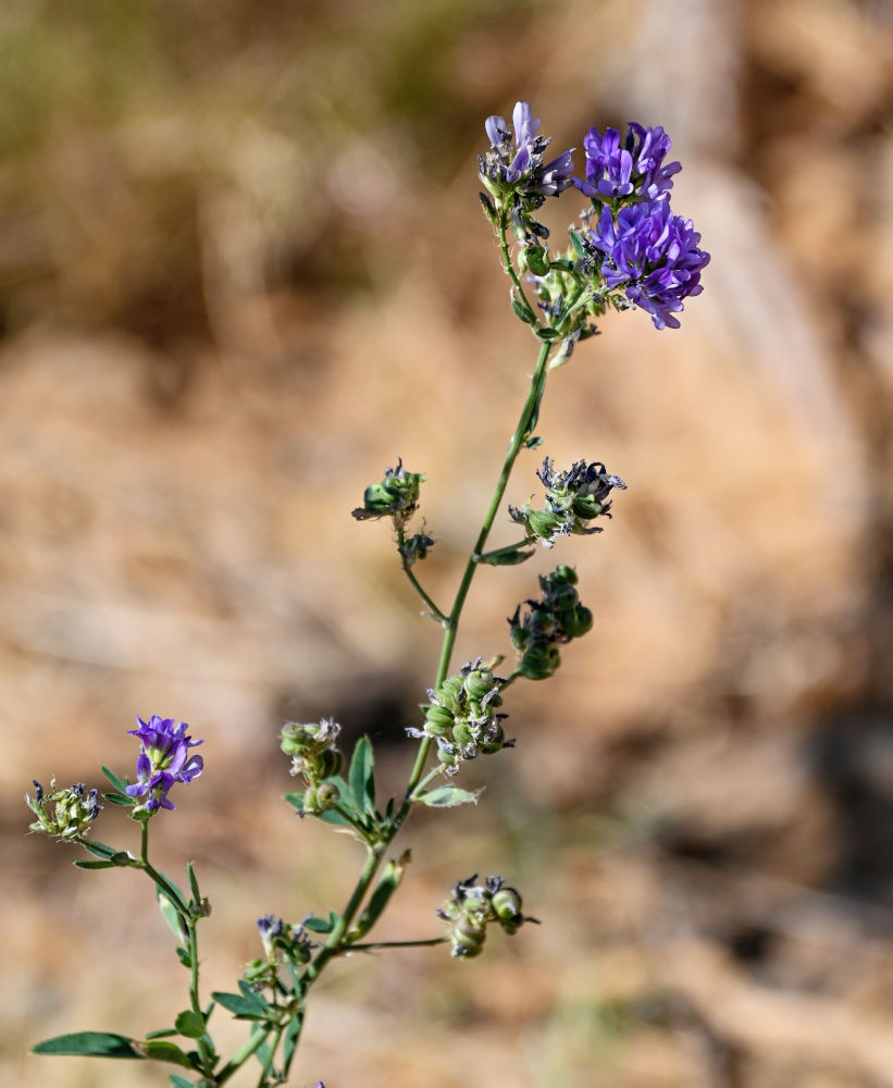 Изображение особи Medicago sativa.