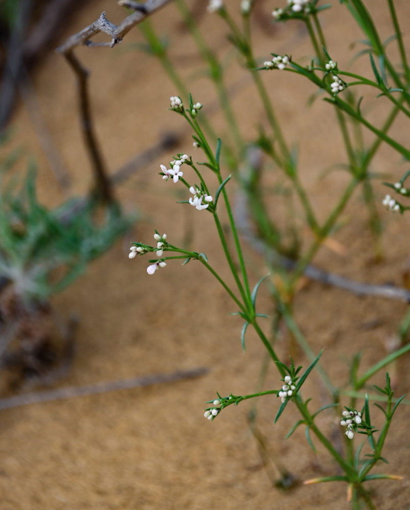 Image of Asperula diminuta specimen.