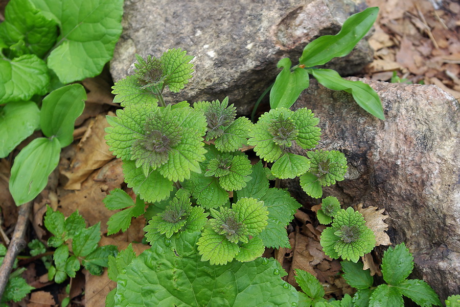 Image of Phryma asiatica specimen.