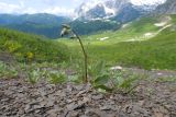 Campanula albovii. Зацветающее растение. Адыгея, Кавказский биосферный заповедник, гора Гузерипль, ≈ 2150 м н.у.м., склон из ожелезнённого слабокарбонатного песчаника с обломками сидерита. 28.06.2023.