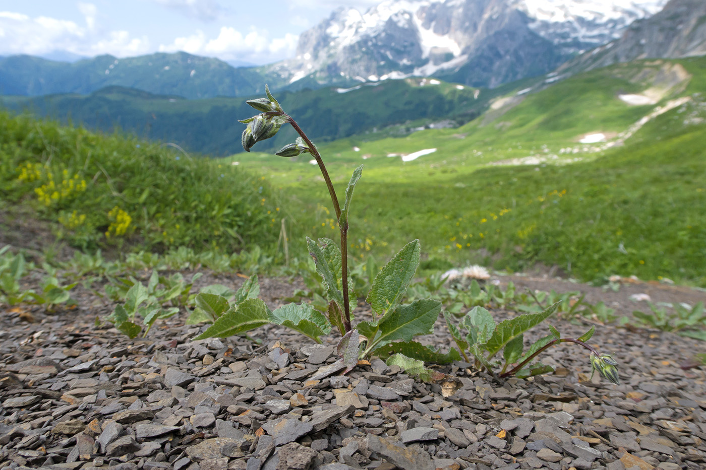 Изображение особи Campanula albovii.