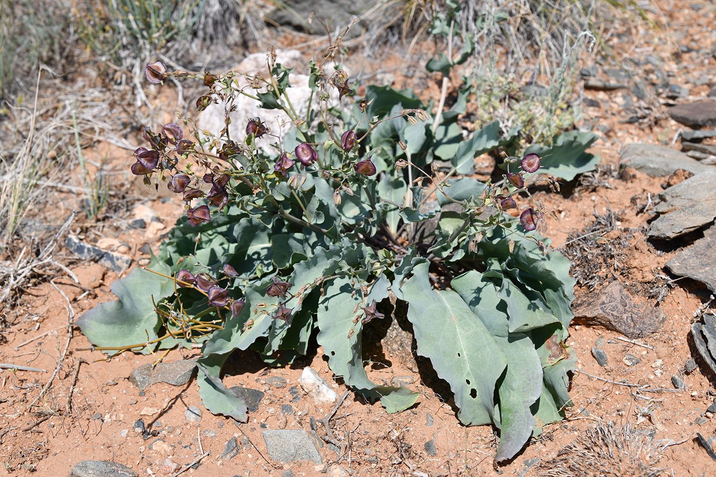 Image of Rindera tetraspis specimen.