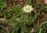 Centaurea cheiranthifolia. Цветущее растение. Грузия, край Мцхета-Мтианети, склон горы Казбек, ок. 2600 м н.у.м., травянистый склон. 30.06.2023.