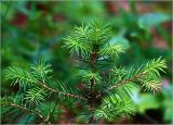 Picea abies