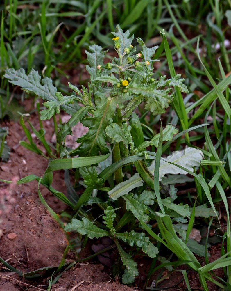 Изображение особи Senecio vulgaris.