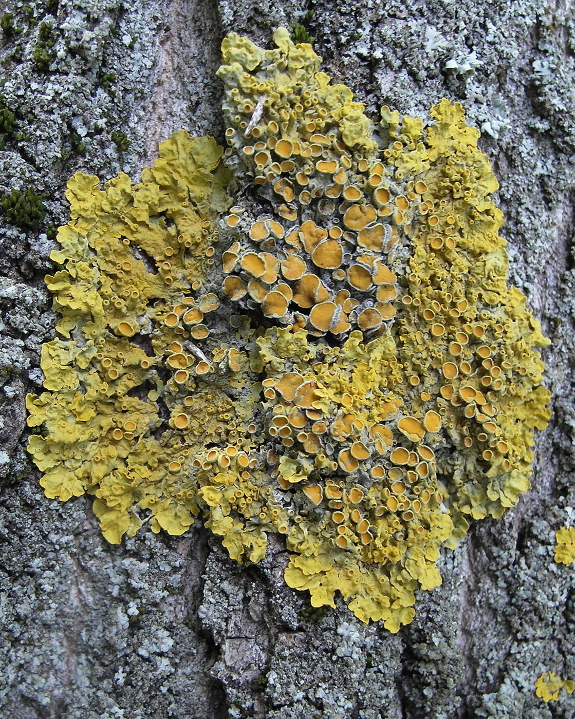 Изображение особи Xanthoria parietina.