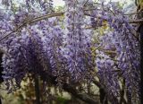 Wisteria sinensis