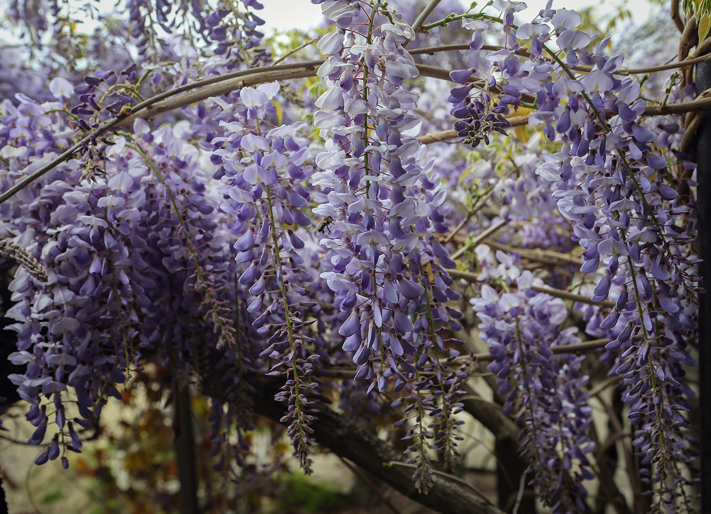 Изображение особи Wisteria sinensis.