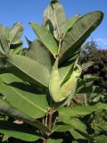 Asclepias syriaca