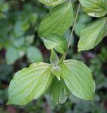 genus Cornus. Верхушка веточки. Абхазия, Гудаутский р-н, Рицинский реликтовый национальный парк, долина р. Юпшара, широколиственный лес. 13.04.2024.