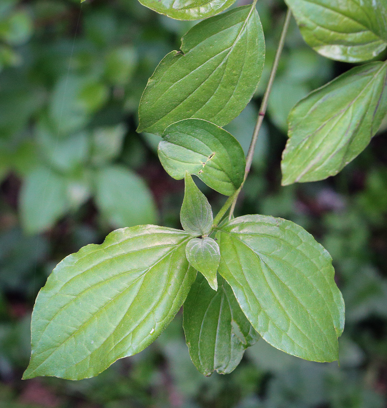 Изображение особи род Cornus.