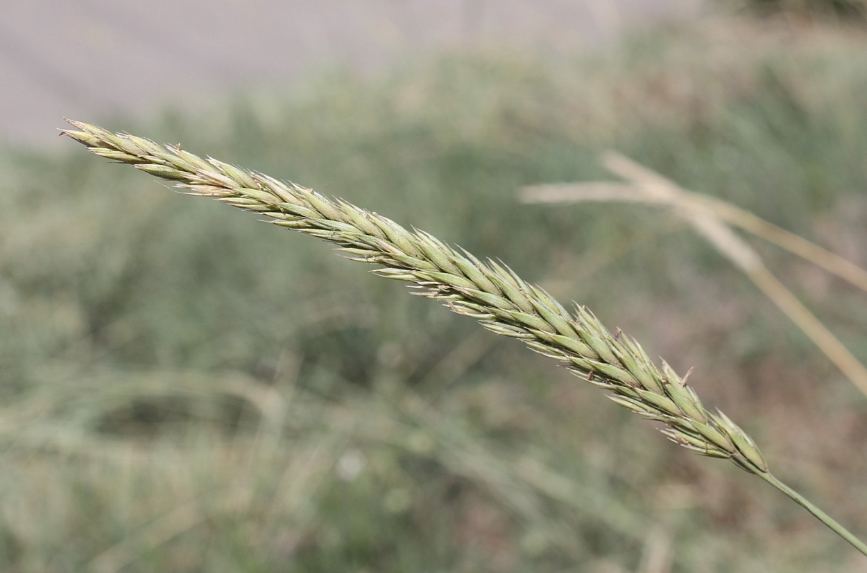 Изображение особи Psathyrostachys juncea.