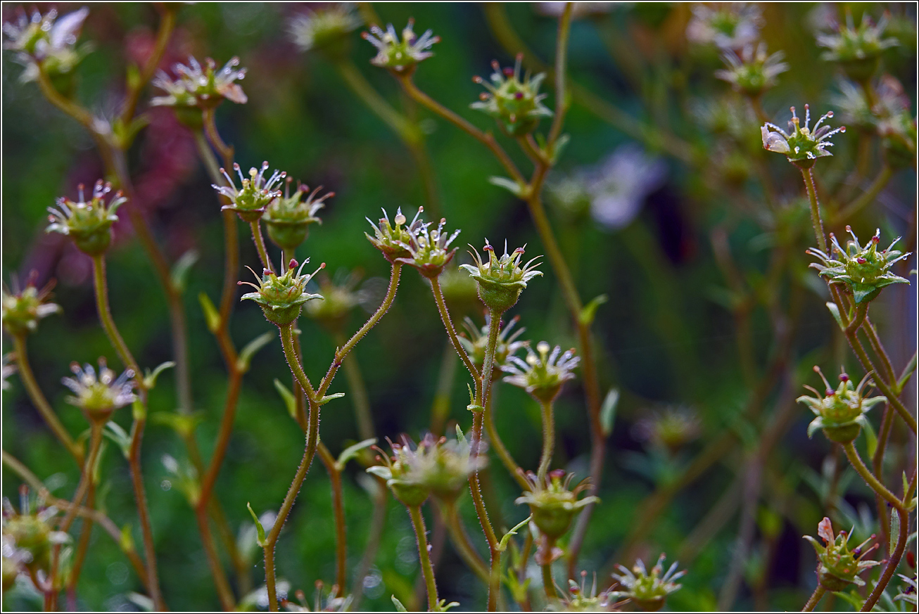 Изображение особи Saxifraga &times; arendsii.