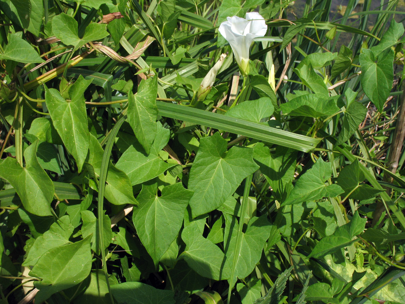 Image of Calystegia sepium specimen.