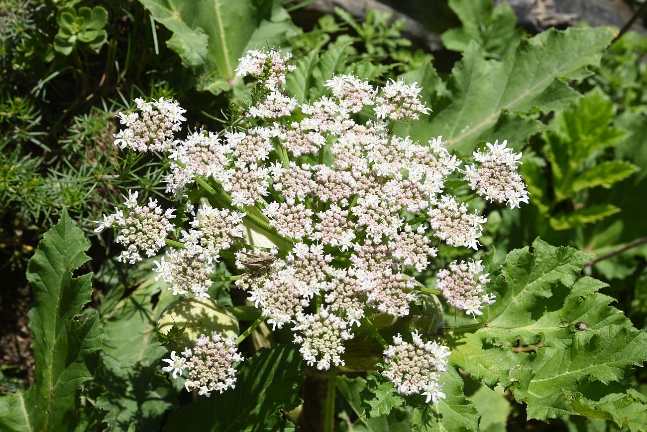 Изображение особи род Heracleum.